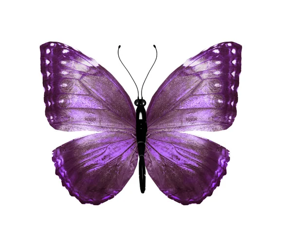 Mariposa de color, aislada sobre fondo blanco — Foto de Stock