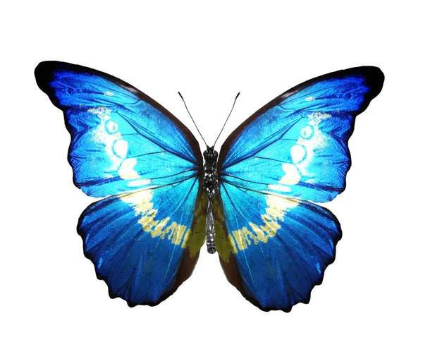 Barevný motýl, izolovaný na bílém pozadí — Stock fotografie