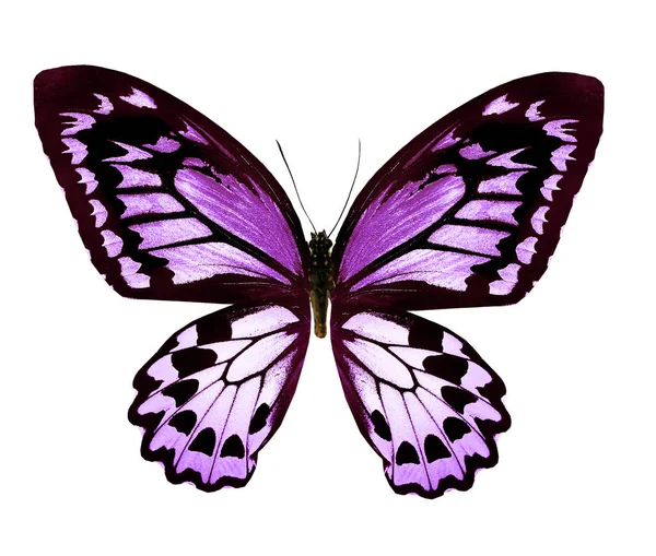 Farbe Schmetterling, isoliert auf weißem Hintergrund — Stockfoto