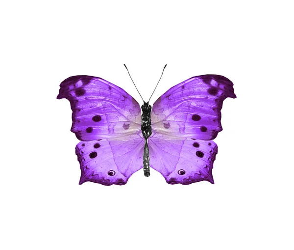 Mariposa de color, aislada sobre fondo blanco — Foto de Stock