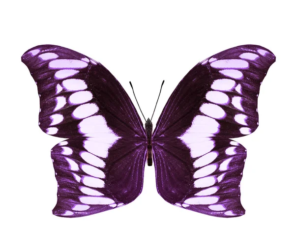 Papillon couleur, isolé sur fond blanc — Photo