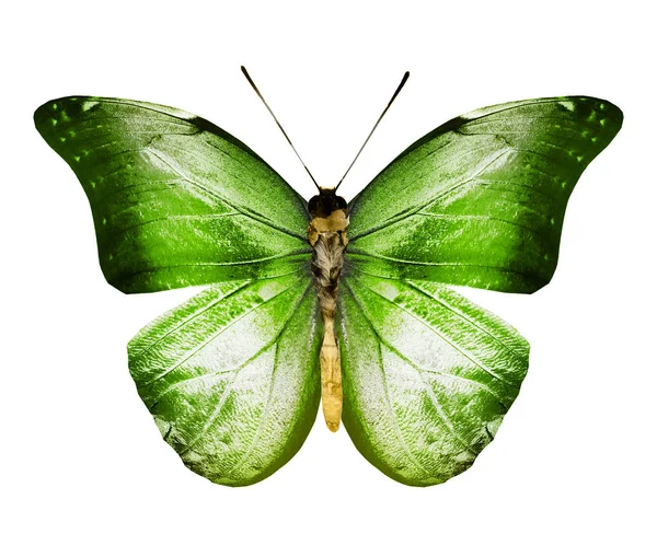 Χρώμα πεταλούδα, απομονώνονται σε λευκό φόντο — Φωτογραφία Αρχείου