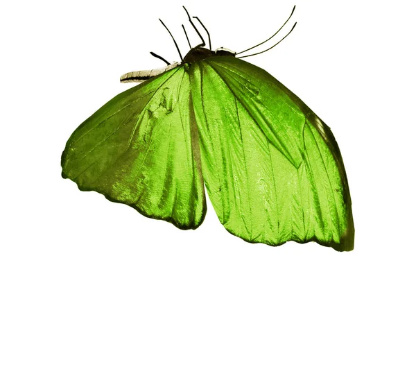 Färg fjäril, isolerad på vit bakgrund — Stockfoto
