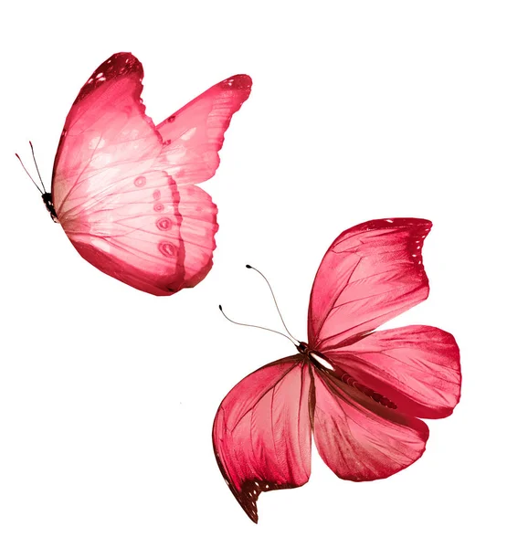 Color butterflies , isolated on white background — Stock Photo, Image