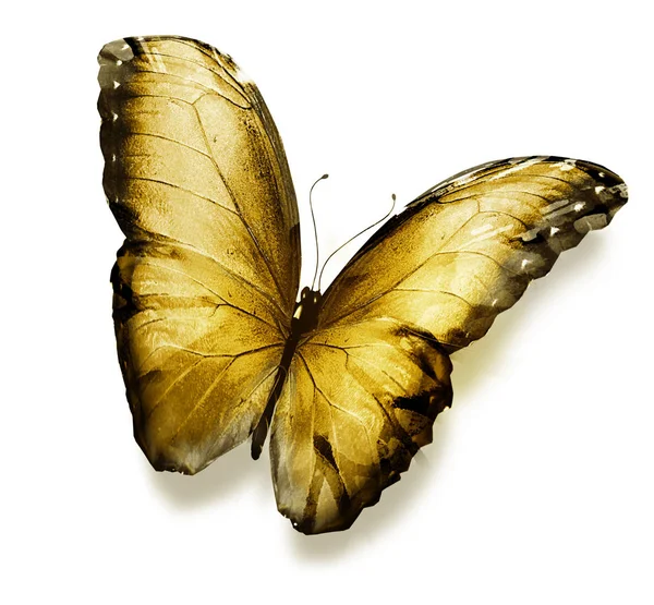 Kupu-kupu warna, diisolasi pada latar belakang putih Stok Gambar Bebas Royalti