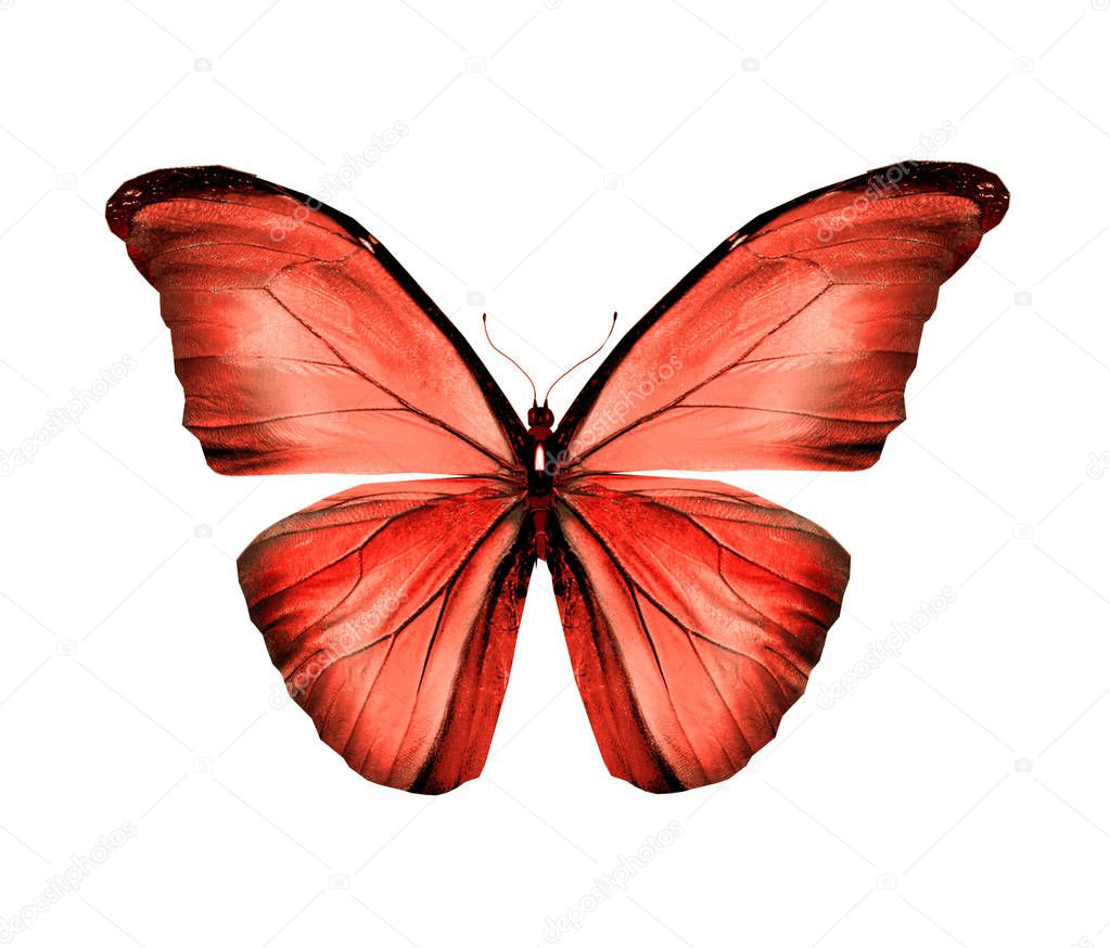 Mariposa de color, aislada sobre fondo blanco — Foto de stock © sun_tiger  #308121770, image size:1023x874