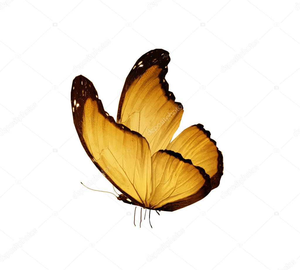 Color butterfly , isolated on white background