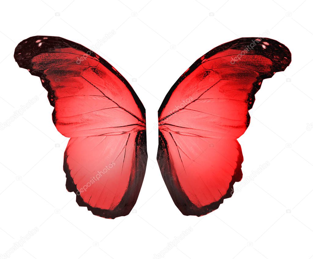 Color butterfly , isolated on white background