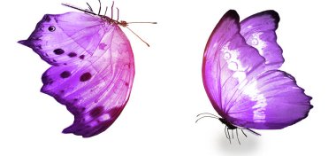 Beyaz arka planda izole edilmiş renkli kelebekler.