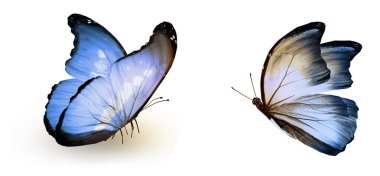 Beyaz arka planda izole edilmiş renkli kelebekler.