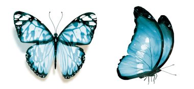 Beyaz arka planda izole edilmiş renkli kelebekler.