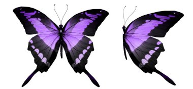 Beyaz arka planda izole edilmiş renkli kelebekler.