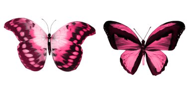 Beyaz arka planda izole edilmiş renkli kelebekler.