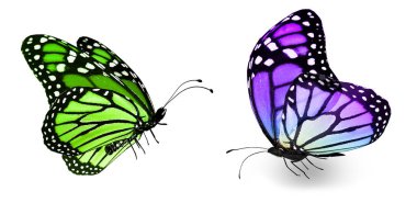 Beyaz arka planda izole edilmiş renkli kelebekler.