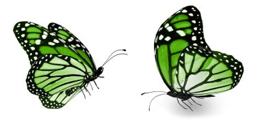 Beyaz arka planda izole edilmiş renkli kelebekler.