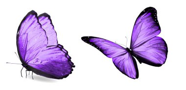 Beyaz arka planda izole edilmiş renkli kelebekler.