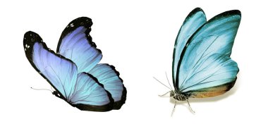 Beyaz arka planda izole edilmiş renkli kelebekler.