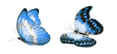 Beyaz arka planda izole edilmiş renkli kelebekler.