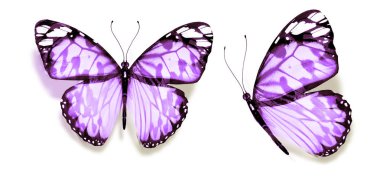 Beyaz arka planda izole edilmiş renkli kelebekler.