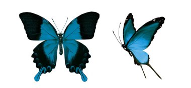 Beyaz arka planda izole edilmiş renkli kelebekler.