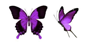 Beyaz arka planda izole edilmiş renkli kelebekler.