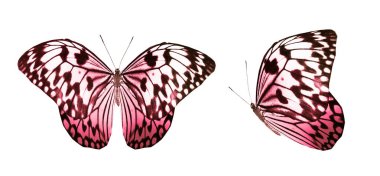 Beyaz arka planda izole edilmiş renkli kelebekler.