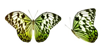 Beyaz arka planda izole edilmiş renkli kelebekler.