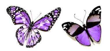 Beyaz arka planda izole edilmiş renkli kelebekler.