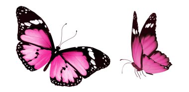 Beyaz arka planda izole edilmiş renkli kelebekler.