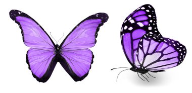 Beyaz arka planda izole edilmiş renkli kelebekler.