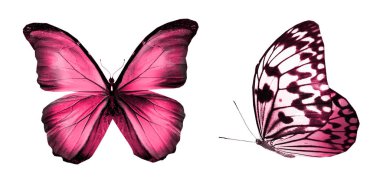 Beyaz arka planda izole edilmiş renkli kelebekler.