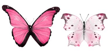 Beyaz arka planda izole edilmiş renkli kelebekler.