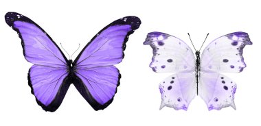 Beyaz arka planda izole edilmiş renkli kelebekler.