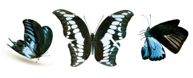 Beyaz arka planda izole edilmiş renkli kelebekler.