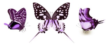 Beyaz arka planda izole edilmiş renkli kelebekler.