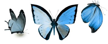 Beyaz arka planda izole edilmiş renkli kelebekler.