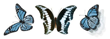 Beyaz arka planda izole edilmiş renkli kelebekler.