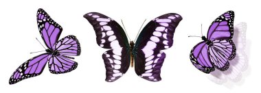 Beyaz arka planda izole edilmiş renkli kelebekler.