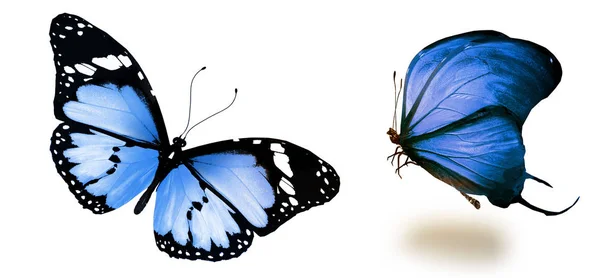 Mariposas de color, aisladas sobre fondo blanco — Foto de Stock