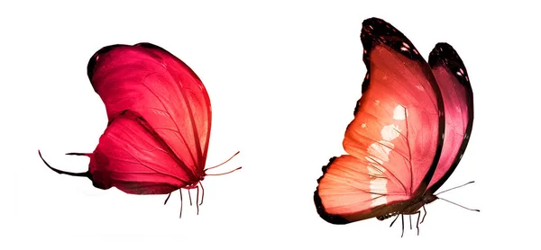 Color butterflies , isolated on white background — Stock Photo, Image