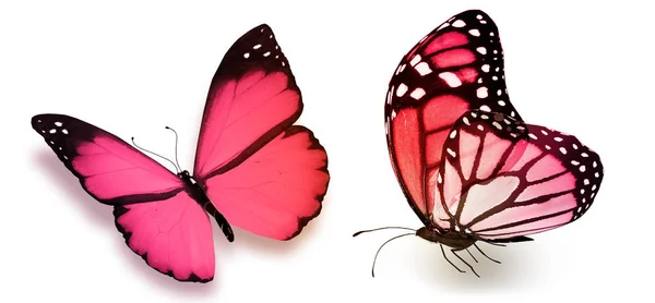 Mariposas de color, aisladas sobre fondo blanco —  Fotos de Stock