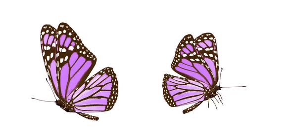 Mariposas de color, aisladas sobre fondo blanco — Foto de Stock