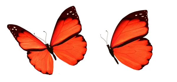 Borboletas coloridas, isoladas sobre fundo branco — Fotografia de Stock