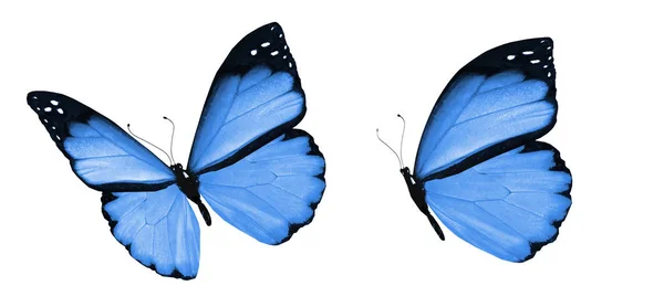 Borboletas coloridas, isoladas sobre fundo branco — Fotografia de Stock