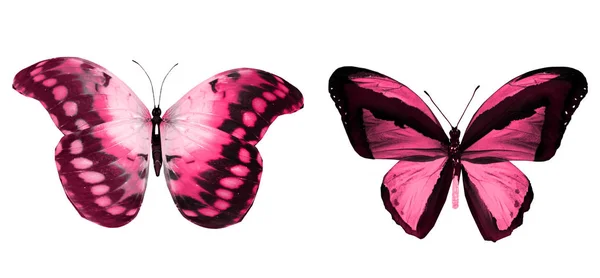 彩色蝴蝶，白色背景隔离 — 图库照片