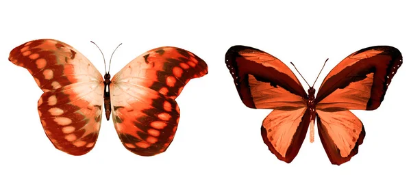 Mariposas de color, aisladas sobre fondo blanco — Foto de Stock