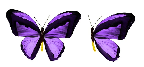 Mariposas de color, aisladas sobre fondo blanco —  Fotos de Stock