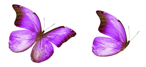 Mariposas de color, aisladas sobre fondo blanco — Foto de Stock