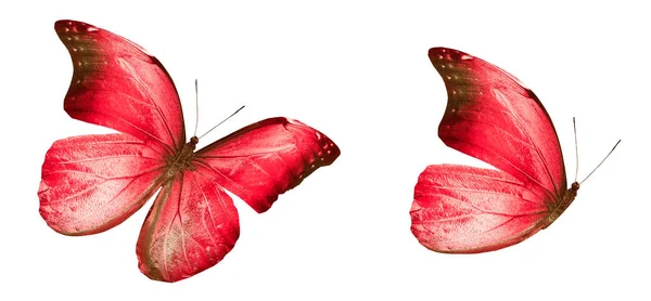 Kleur vlinders, geïsoleerd op witte achtergrond — Stockfoto