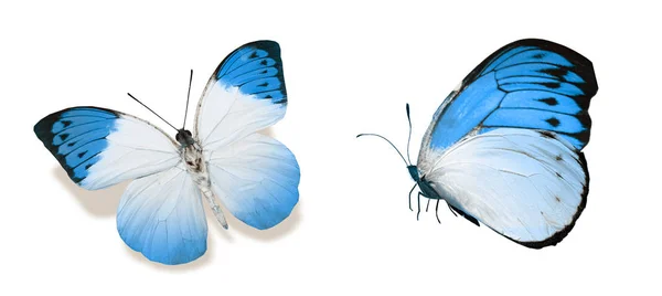 Mariposas de color, aisladas sobre fondo blanco — Foto de Stock